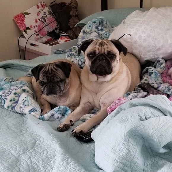 Meet your Posher, Ginger - Picture 1 of 1